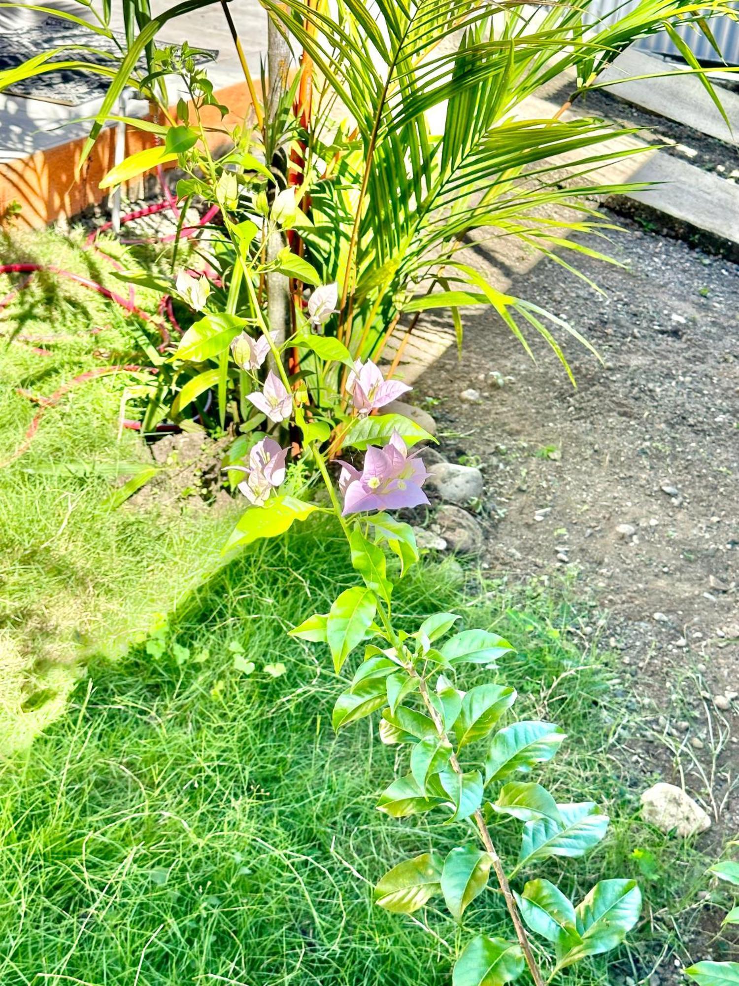 Casa Paraiso Tropical Parrita Ngoại thất bức ảnh